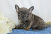 AKC Registered French Bulldog For Sale Wooster, OH Female- Marita