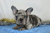 AKC Registered French Bulldog For Sale Wooster, OH Male- Marko