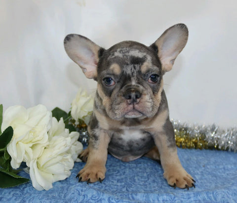 AKC Registered French Bulldog For Sale Wooster, OH Male- Marshall