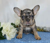 AKC Registered French Bulldog For Sale Wooster, OH Male- Marshall