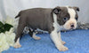 AKC Registered Boston Terrier For Sale Wooster, OH Male- Marshall
