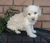 Cockapoo For Sale Millersburg, OH Male- Marshmallow