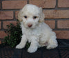 Cockapoo For Sale Millersburg, OH Male- Marshmallow