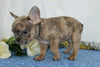 AKC Registered French Bulldog For Sale Wooster, OH Male- Martin