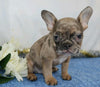 AKC Registered French Bulldog For Sale Wooster, OH Male- Martin
