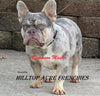 AKC Registered French Bulldog For Sale Millersburg, OH Male- Chief