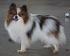 ACA Registered Pomeranian For Sale Millersburg, OH Female- Bella