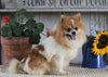 CKC Registered Pomeranian For Sale Millersburg, OH Female- Faith