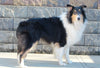 AKC Registered Collie (Lassie) For Sale Fredericksburg, OH Male- Larry