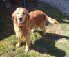 AKC Registered Golden Retriever For Sale Fredericksburg, OH Male- Lance