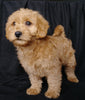 Mini F1B Labradoodle For Sale Millersburg, OH Male- Mason