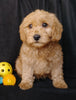 Mini F1B Labradoodle For Sale Millersburg, OH Male- Mason