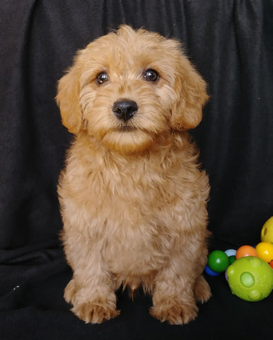 Mini F1B Labradoodle For Sale Millersburg, OH Male- Mason