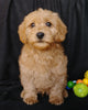 F1B Mini Labradoodle For Sale Millersburg, OH Male- Mason