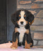 AKC Registered Bernese Mountain Dog For Sale Fredericksburg, OH Male- Maverick