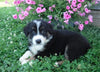 Australian Shepherd For Sale Baltic, OH Male- Max