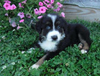 Australian Shepherd For Sale Baltic, OH Male- Max