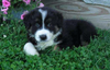 Australian Shepherd For Sale Baltic, OH Male- Max