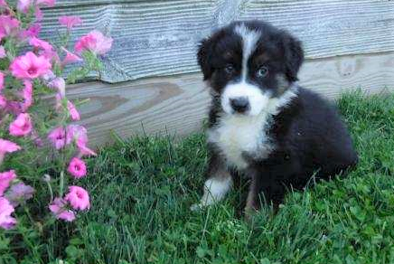 Australian Shepherd For Sale Baltic, OH Male- Max