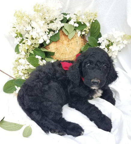 Goldendoodle For Sale Fredericksburg, OH Male- Max