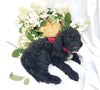 Goldendoodle For Sale Fredericksburg, OH Male- Max