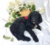 Goldendoodle For Sale Fredericksburg, OH Male- Max