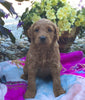 Mini Goldendoodle For Sale Fredericksburg, OH Male- Max