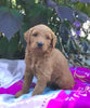 Mini Goldendoodle For Sale Fredericksburg, OH Male- Max