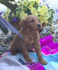 Mini Goldendoodle For Sale Fredericksburg, OH Male- Max
