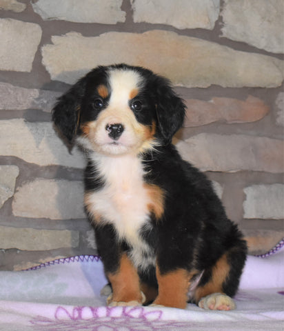 AKC Registered Bernese Mountain Dog For Sale Fredericksburg, OH Female- Meadow