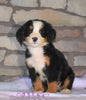 AKC Registered Bernese Mountain Dog For Sale Fredericksburg, OH Female- Meadow