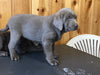 AKC Registered Silver Labrador Retriever For Sale Fredericksburg, OH Female- Megan