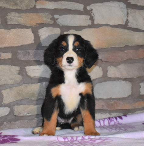 AKC Registered Bernese Mountain Dog For Sale Fredericksburg, OH Female- Melanie