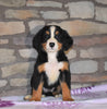 AKC Registered Bernese Mountain Dog For Sale Fredericksburg, OH Female- Melanie