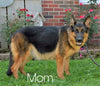 AKC Registered German Shepherd For Sale Millersburg, OH Male - Chief