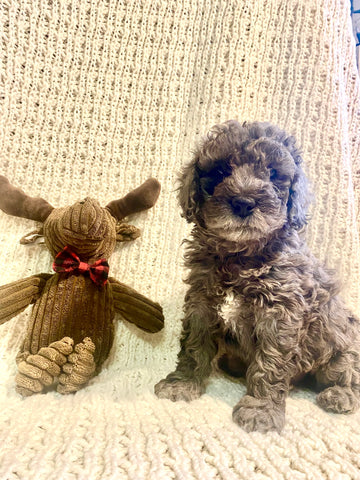 Moyen Poodle For Sale Wilmot, OH Male- Merle