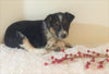 Border Collie/ Australian Shepherd Mix For Sale Holmesville, OH Female- Mia