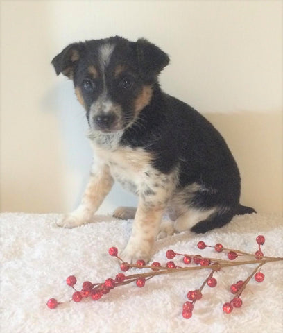 Border Collie/ Australian Shepherd Mix For Sale Holmesville, OH Female- Mia