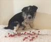 Border Collie/ Australian Shepherd Mix For Sale Holmesville, OH Female- Mia