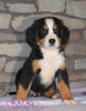 AKC Registered Bernese Mountain Dog For Sale Fredericksburg, OH Female- Mia