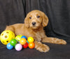 Mini F1B Labradoodle For Sale Millersburg, OH Male- Mickey