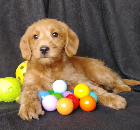 Mini F1B Labradoodle For Sale Millersburg, OH Male- Mickey