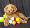 Mini F1B Labradoodle For Sale Millersburg, OH Male- Mickey