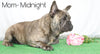 AKC Registered French Bulldog For Sale Wooster, OH Male- Gallant