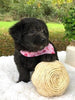 F1 Mini Labradoodle For Sale Dundee, OH Female- Mila