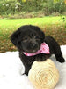 F1 Mini Labradoodle For Sale Dundee, OH Female- Mila