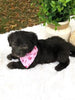 F1 Mini Labradoodle For Sale Dundee, OH Female- Mila