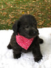 F1 Mini Labradoodle For Sale Dundee, OH Male- Milo