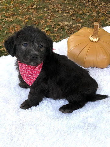 F1 Mini Labradoodle For Sale Dundee, OH Male- Milo