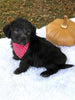 F1 Mini Labradoodle For Sale Dundee, OH Male- Milo